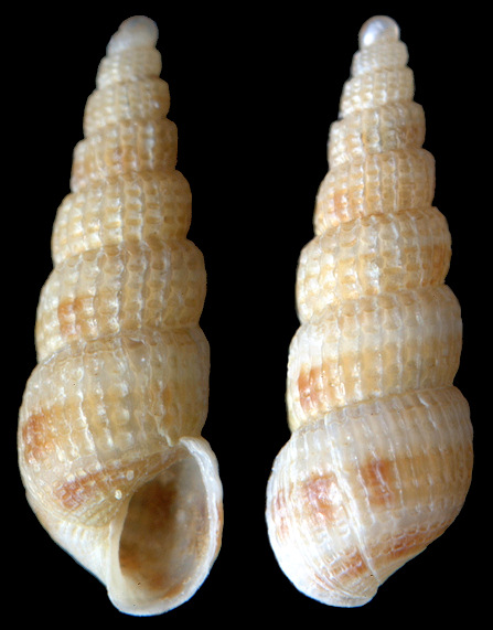 Turbonilla (Pyrgiscus) sp. aff. laminata (Carpenter, 1864)