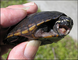 Sternotherus odoratus Common Musk Turtle