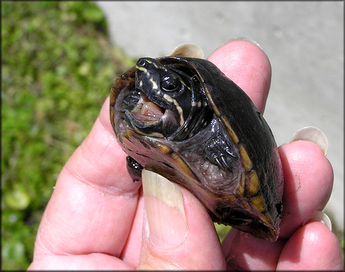 Sternotherus odoratus Common Musk Turtle 