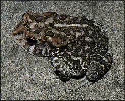 Southern Toad Bufo terrestris