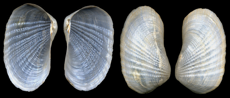 Pholadomya candida G. B. Sowerby I, 1823 Caribbean Piddock-clam