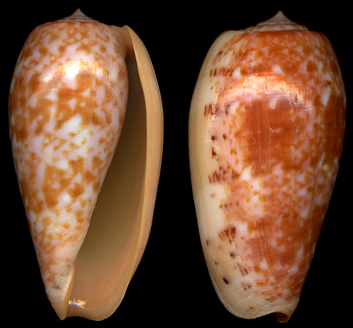 Conus bullatus Linnaeus, 1758