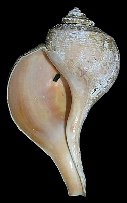 Busycotypus canaliculatus (Linnaeus, 1758) Sinistral