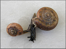 Daedalochila bicornuta (Pilsbry, 1900) Two-horn Liptooth Adult And Juvenile