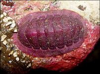 Lepidozona mertensii (Middendorff, 1847) "Purple Phase"