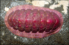 Lepidozona mertensii (Middendorff, 1847) "Purple Phase"