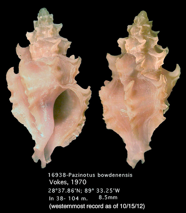 Pazinotus bowdenensis E. Vokes, 1970