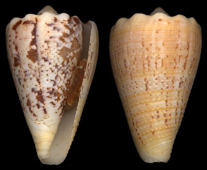 Conus regius Gmelin, 1791Crown Cone 