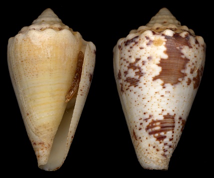 Conus regius Gmelin, 1791 Crown Cone