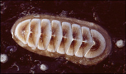 Tripoplax abyssicola (Smith and Cowan, 1966)