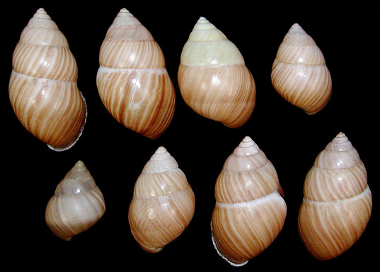 Amphidromus atricallosus laidlawi Solem, 1965 Juveniles