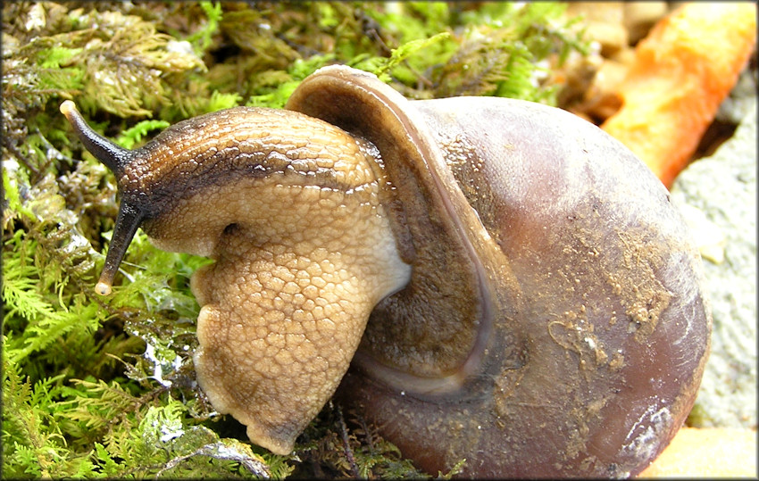 Pleurodonte bainbridgii (L. Pfeiffer, 1845)