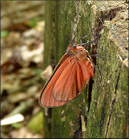 Ruddy Holomelina Moth [Virbia rubicundaria] Probable