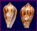Conus retifer Menke, 1829