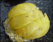 Neptunea species B egg capsules