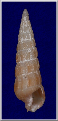 Neoterebra mugridgeae (Garca, 1999)