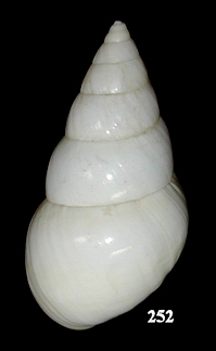 Liguus fasciatus solidulus Pilsbry, 1912