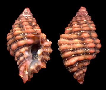 Muricopsis deformis (Reeve, 1846)