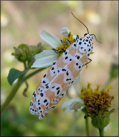 Bella Moth Utetheisa bella