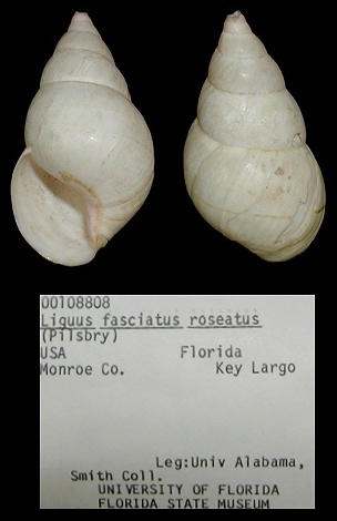 Liguus fasciatus roseatus Pilsbry, 1912 Sinistral Specimen