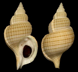 Fusitriton magellanicus magellanicus (Rding, 1798)