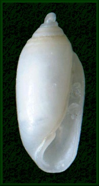 Acteocina candei (d’Orbigny, 1841) Cand’s Barrel-bubble