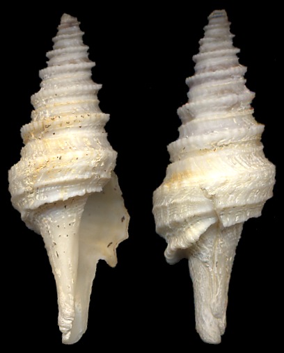 Gemmula periscelida (Dall, 1889) - Atlantic Gem-turris