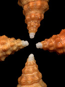Triplofusus giganteus (Kiener, 1840) Juvenile Protoconchs