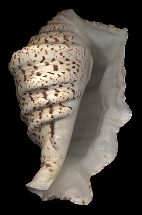 Harpago chiragra (Linnaeus, 1758) Juvenile Specimen