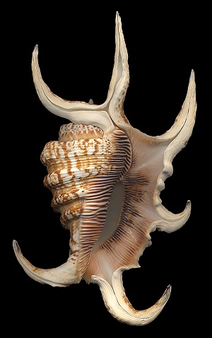 Harpago arthriticus (Rding, 1798)