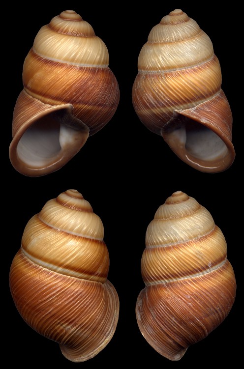 Phoenicobius aratus (G. B. Sowerby II, 1841) Sinistral & Dextral