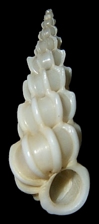 Epitonium humphreysii (Kiener, 1838)