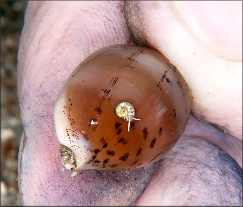 Luria cinerea (Gmelin, 1791) Atlantic Gray Cowrie With Hitchhiker