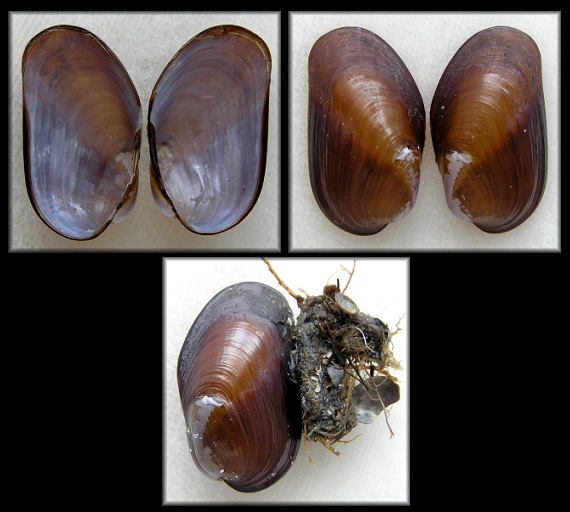 Lioberus castanea (Say, 1822) Chestnut Mussel