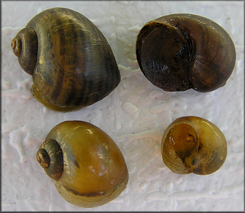 Comparison of Pomacea maculata and Pomacea canaliculata Juveniles juveniles