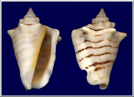 Conomurex fasciatus (Born, 1778)