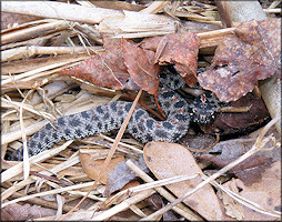 Dusky Pygmy Rattlesnake [Sistrurus miliarius barbouri] Juvenile