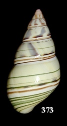 Liguus fasciatus vonpaulseni Young, 1960