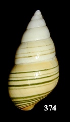 Liguus fasciatus lossmanicus Pilsbry, 1912