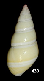Liguus fasciatus dryas Pilsbry, 1932