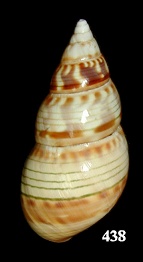 Liguus fasciatus testudineus Pilsbry, 1912
