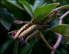 Azalea Caterpillar (mature) [Datana major]