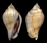 Gibberulus gibberulus gibberulus (Linnaeus, 1758)