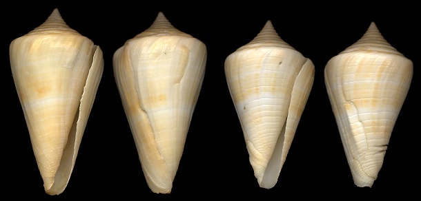 Conus stimpsoni Dall, 1902 Yellow Cone