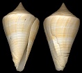 Conus stimpsoni Dall, 1902