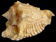 Lobatus raninus (Gmelin, 1791) Hawkwing Conch