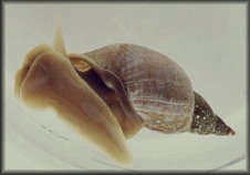 Lymnaea stagnalis (Stagnant Pond Snail)