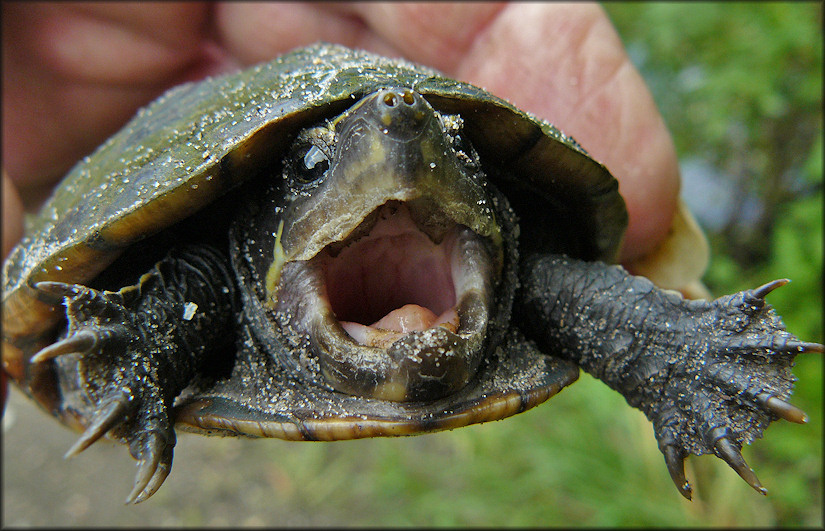Kinosternon baurii Three-striped Mud Turtle