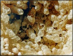 Cymatium (Gelagna) succinctum (Linn, 1771) Egg Capsules