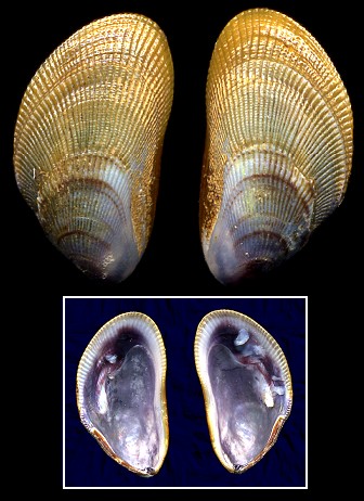 Brachidontes exustus (Linnaeus, 1758) Scorched Mussel